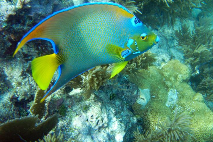 Angel fish swimming at coral reef in Key Largo