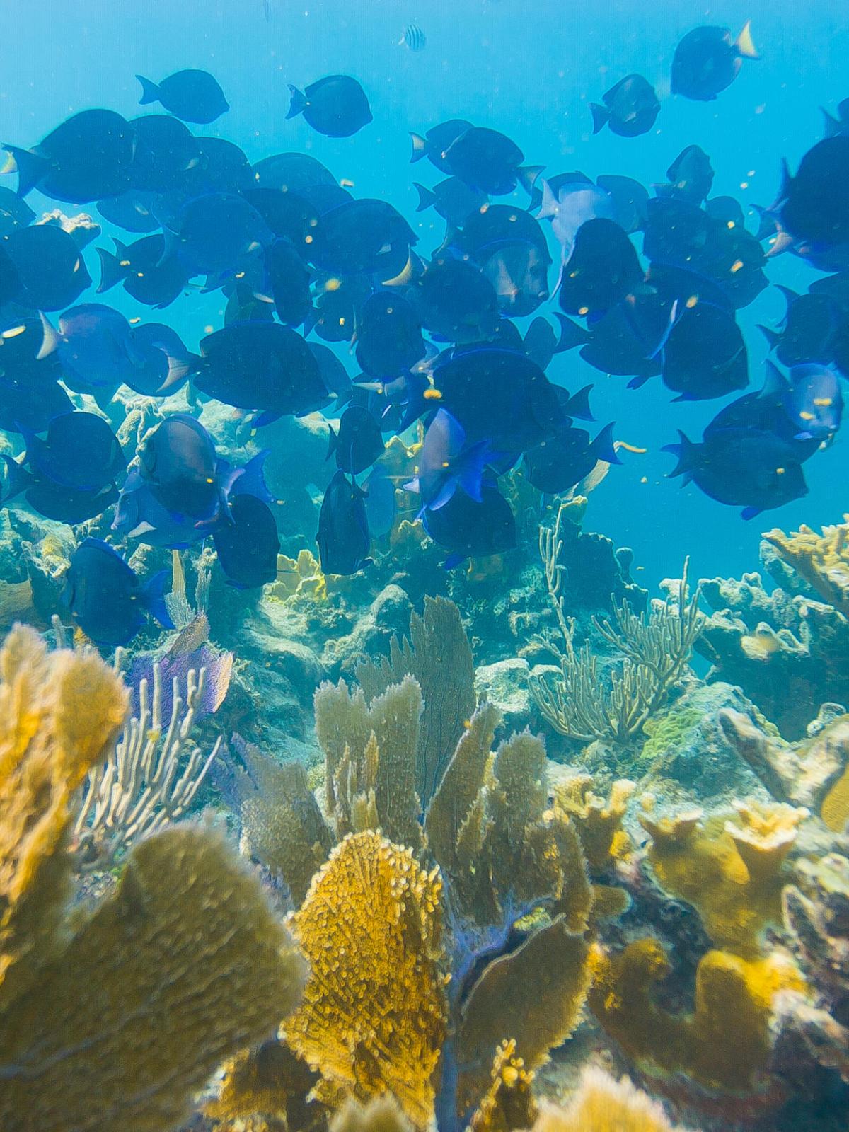 School of blue tang fish at coral reef in Key Largo