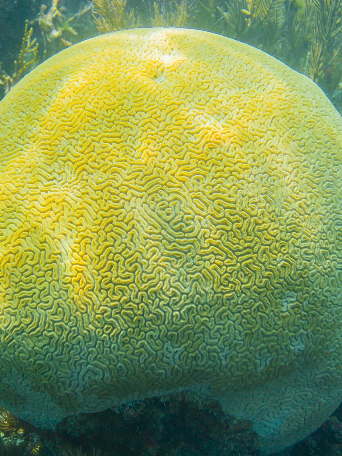 Brain Coral at coral reef in the National Marine Sanctuary in Key Largo