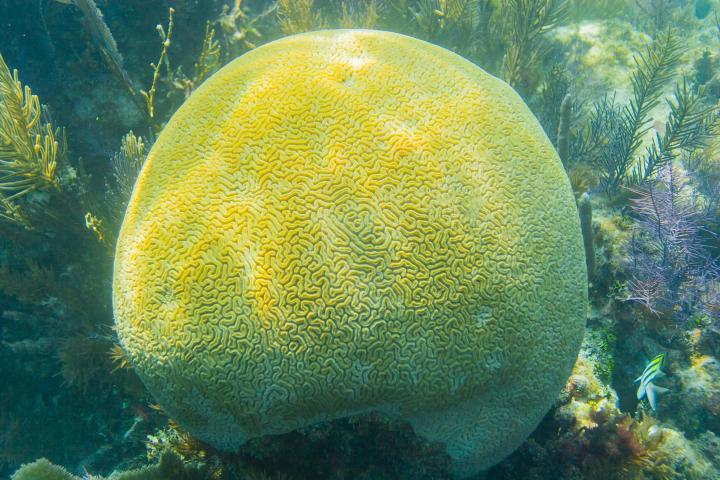 Brain Coral at coral reef in the National Marine Sanctuary in Key Largo