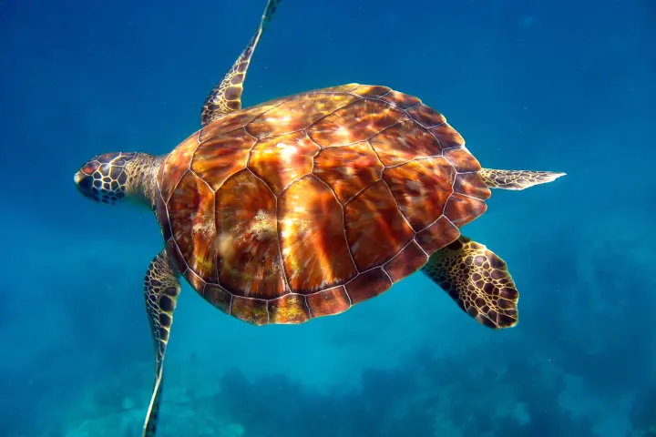 Turtle swimming under water at coral reef in Key Largo