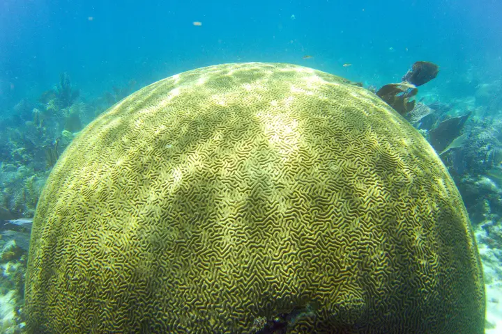 Pristine brain coral at reef in Key Largo