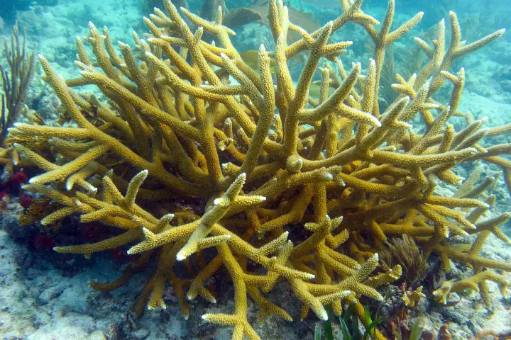 Staghorn coral at reef in Key Largo