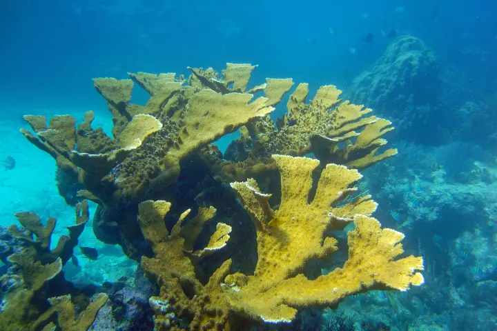 Elkhorn coral at reef in Key Largo