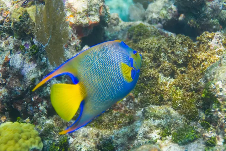 Colorful angel fish at coral reef in Key Largo
