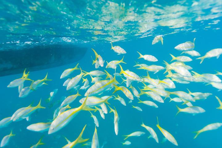Snorkeling with dozens of tropical fish at coral reef in Key Largo