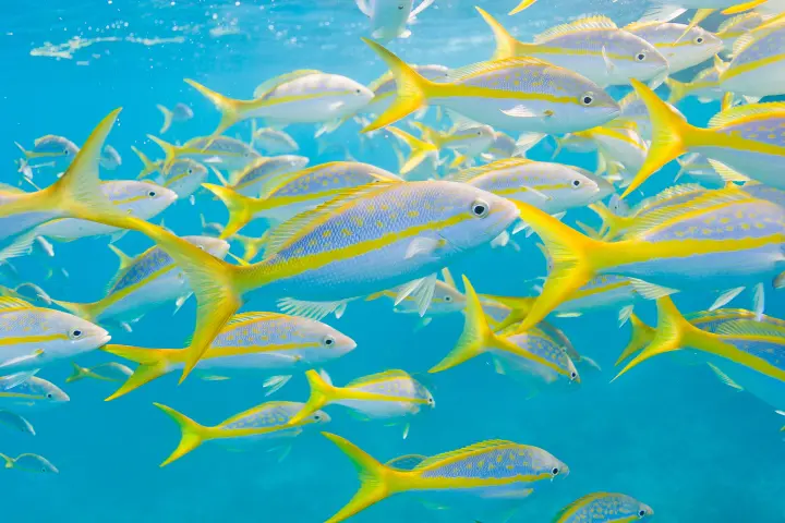 Dozens of tropical fish at coral reefs offshore Key Largo