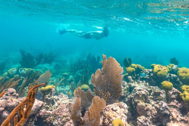 snorkeler enjoying underwater view of shallow coral reef