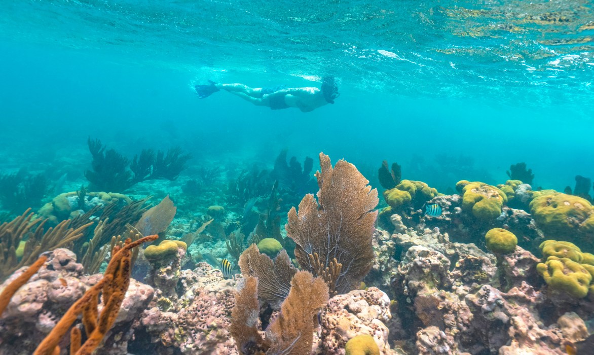 Shallow Reef Snorkel Tour Key Largo, FL | Key Largo Snorkel Tours