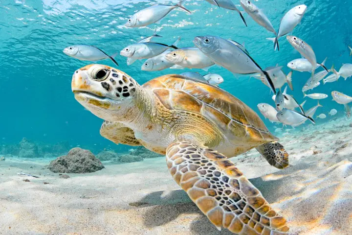 Turtle swimming under water at coral reef in Key Largo