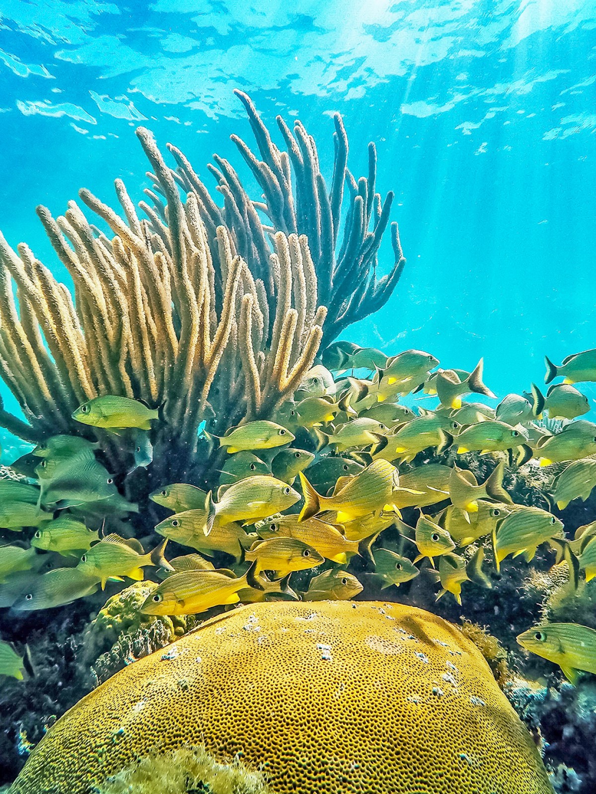 Coral and fish at Pennekamp underwater park in Key Largo, Florida.
