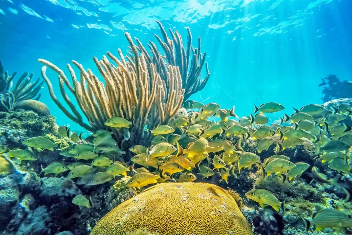 Coral and fish at Pennekamp underwater park in Key Largo, Florida.