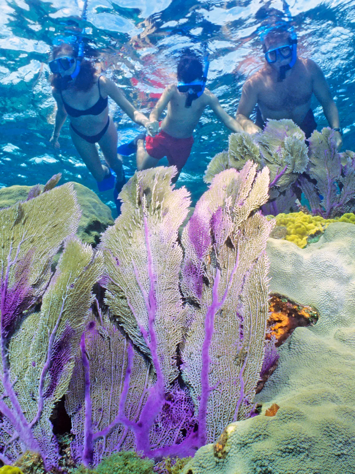 family snorkeling over coral reef in Key Largo