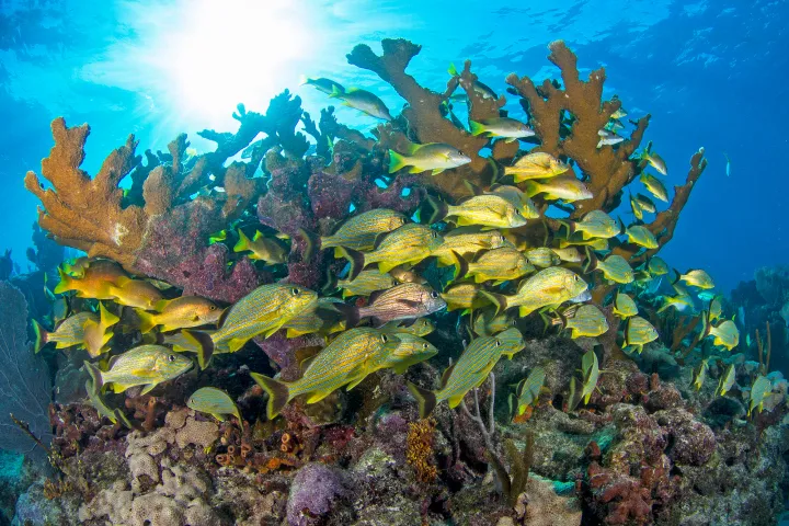 underwater view of a Elkhorn coral and fish at molasses reef in Key Largo