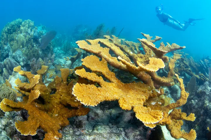 underwater view of large coral at reef in key largo