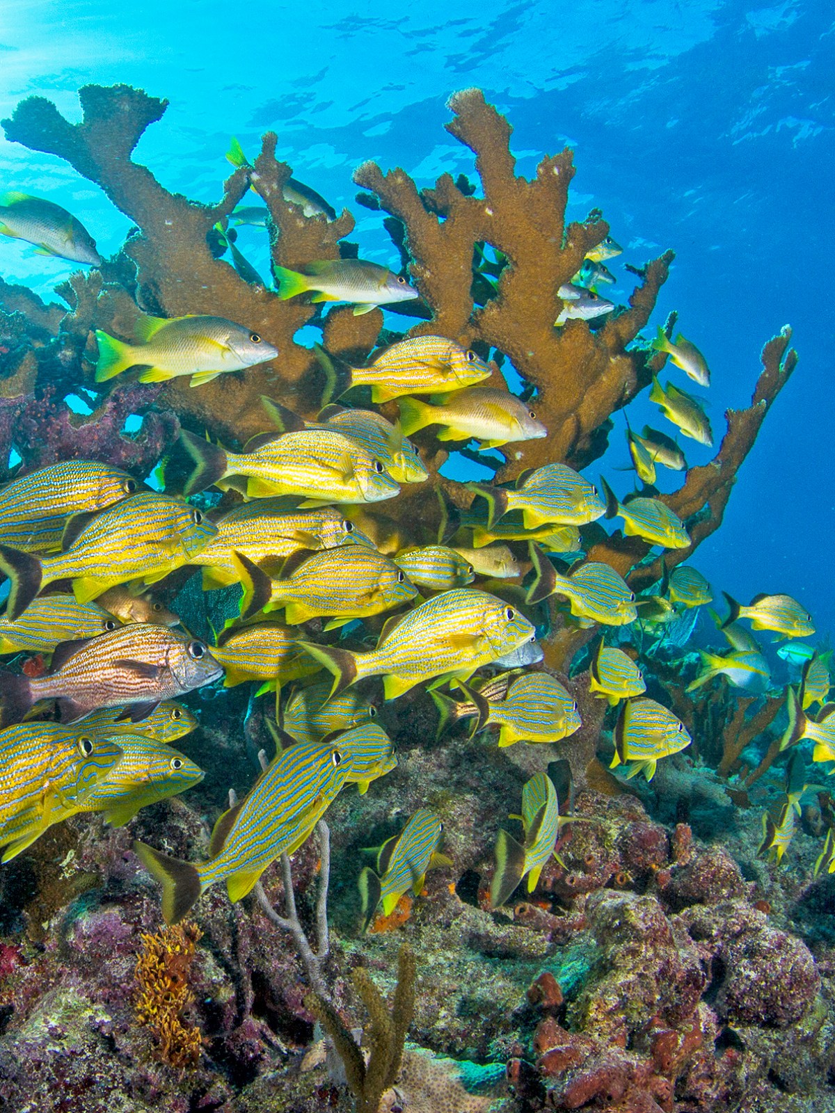 underwater view of a Elkhorn coral and fish at molasses reef in Key Largo