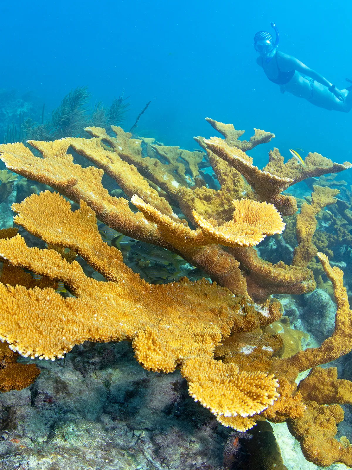 underwater view of large coral at reef in key largo